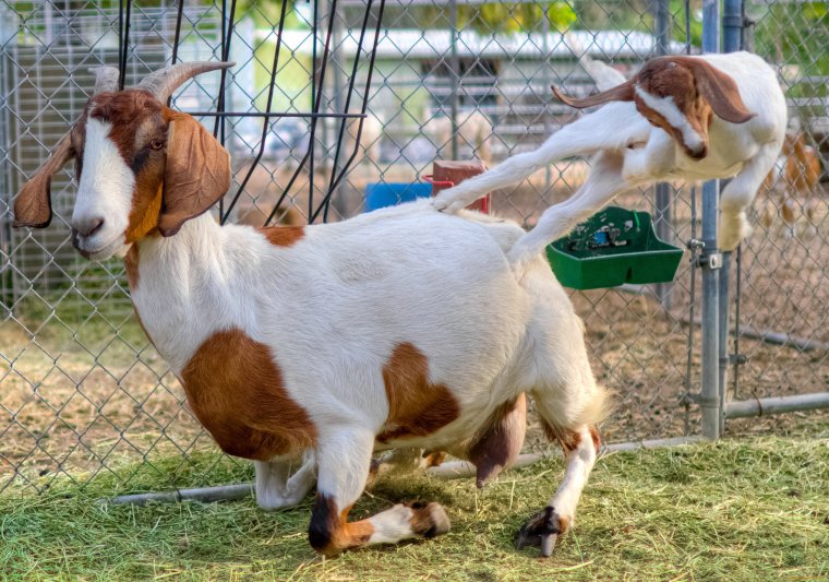 Две козы смешные