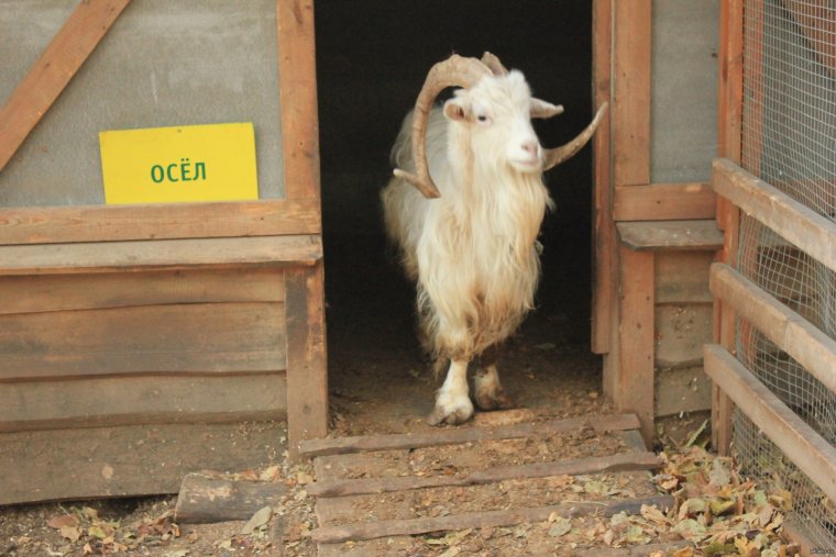 Сам козёл