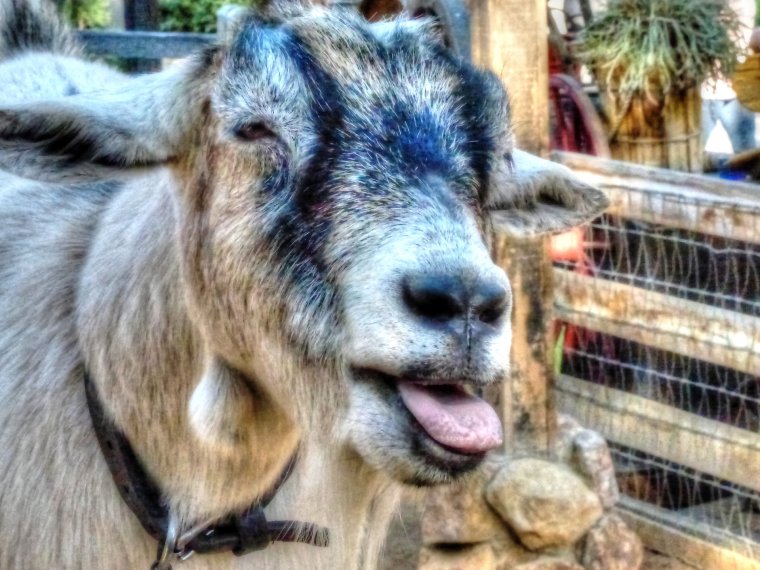 Козел блеет