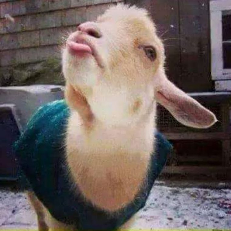 Коза прикол