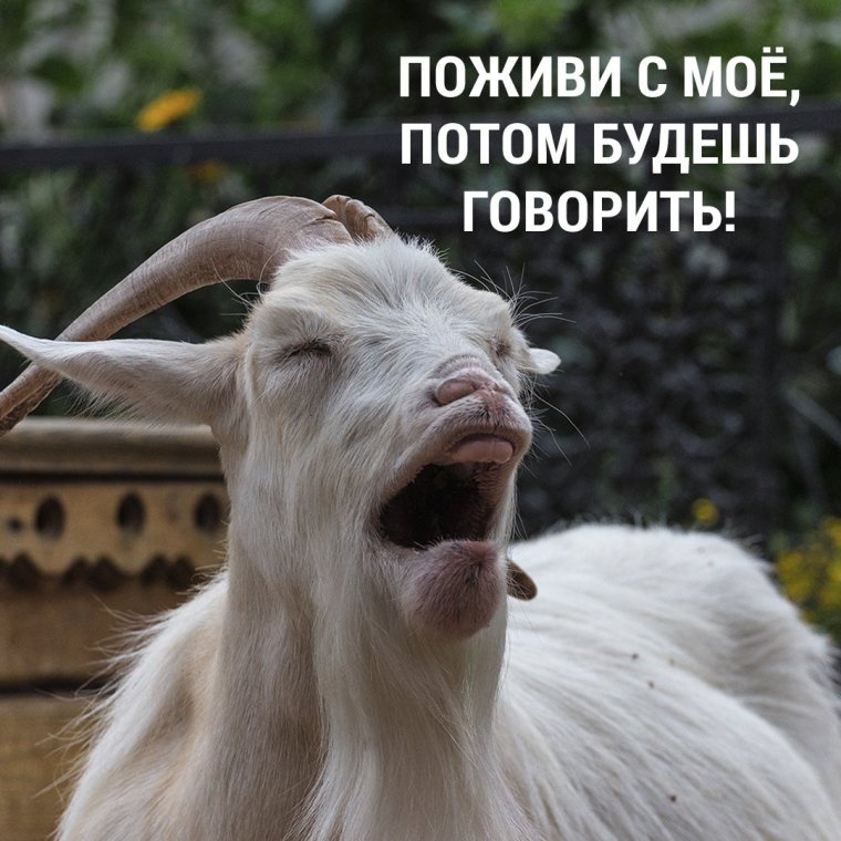 Коза ты драная