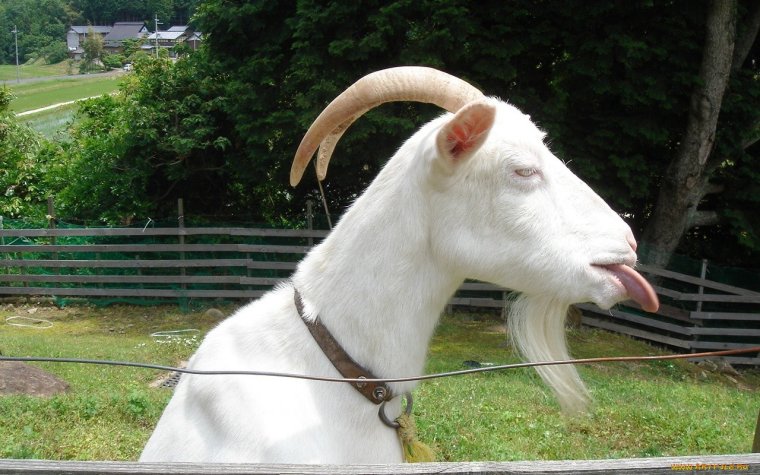 Чувак козел