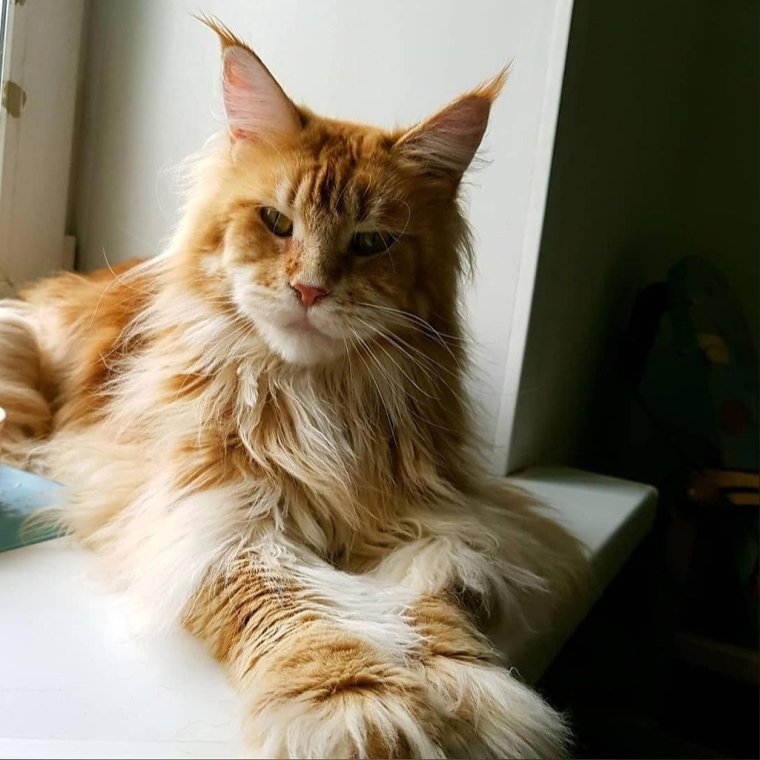 Американский Мейн кун рыжий