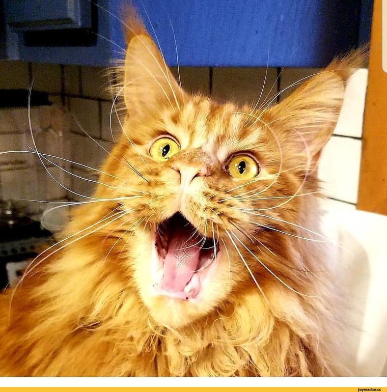 Мейн кун приколы