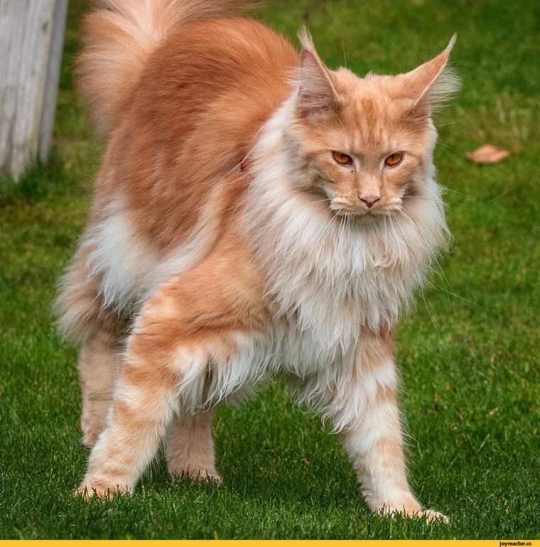 Манчкин и Мейн кун