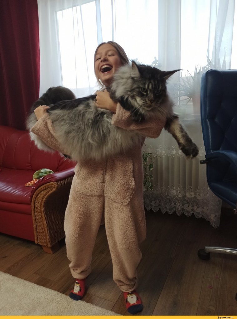 Смешной костюм Мейн кун