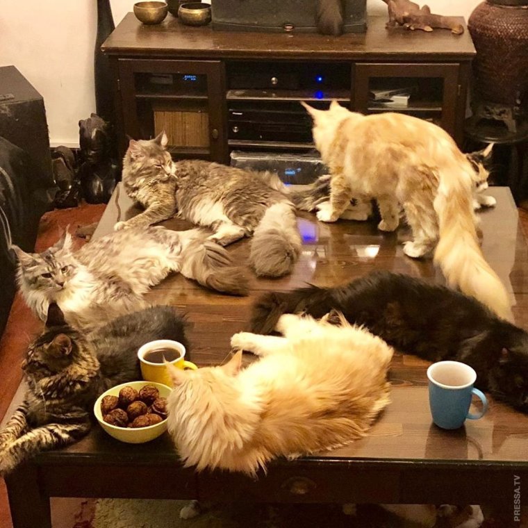 Мейн кун смешные картинки