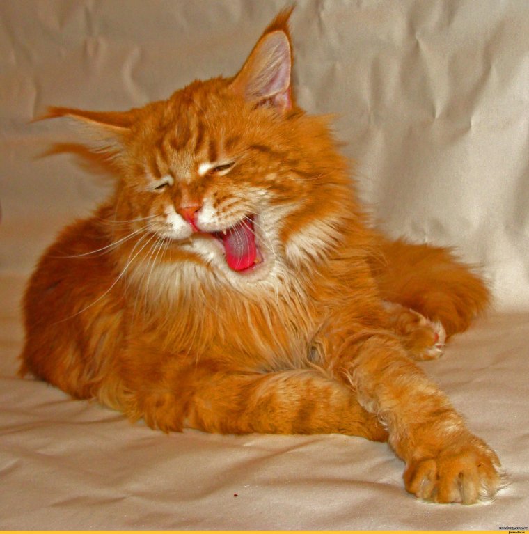 Большой рыжий кот Мейн кун