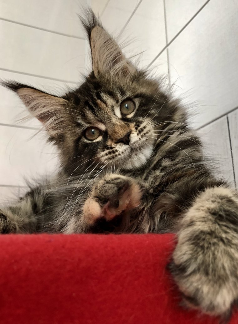 Котики Мейн кун