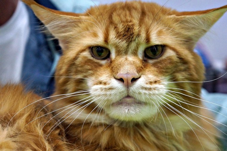 Рыжий Мейн кун злой