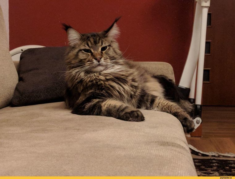 Мейн кун приколы