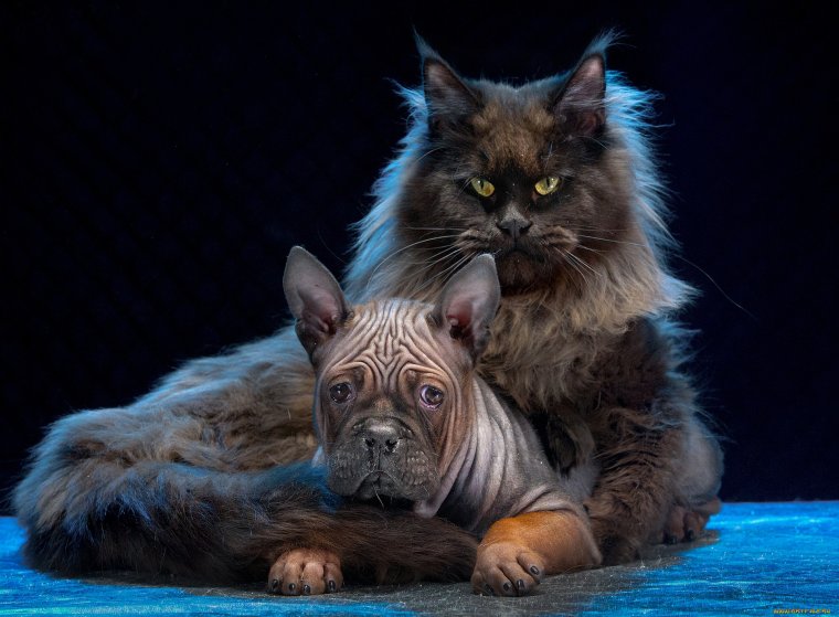 Семейка Мейн кунов