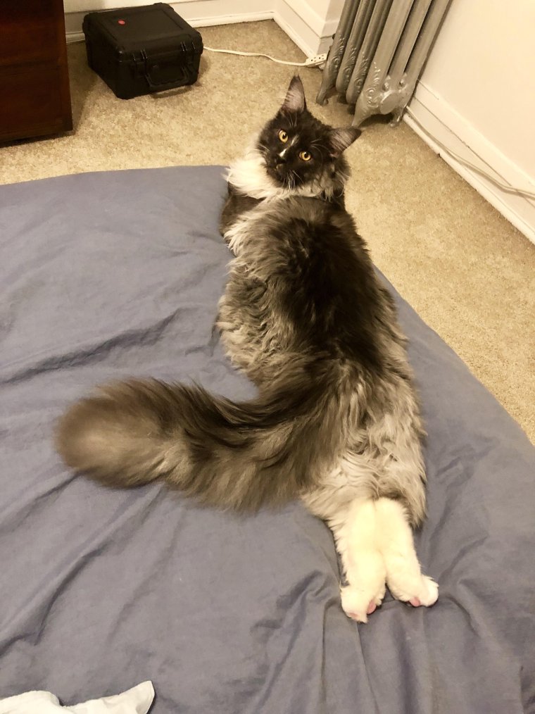 Мейн кун лежащий на полу