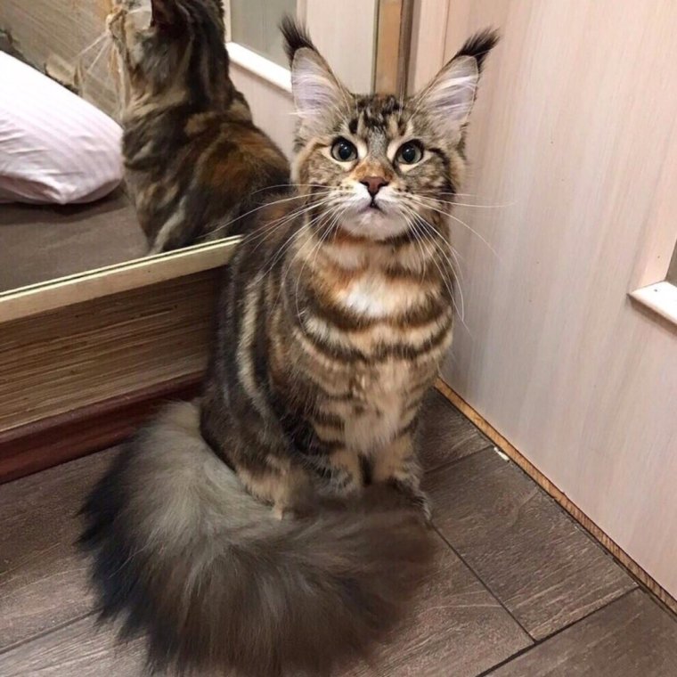 Мейн кун приколы