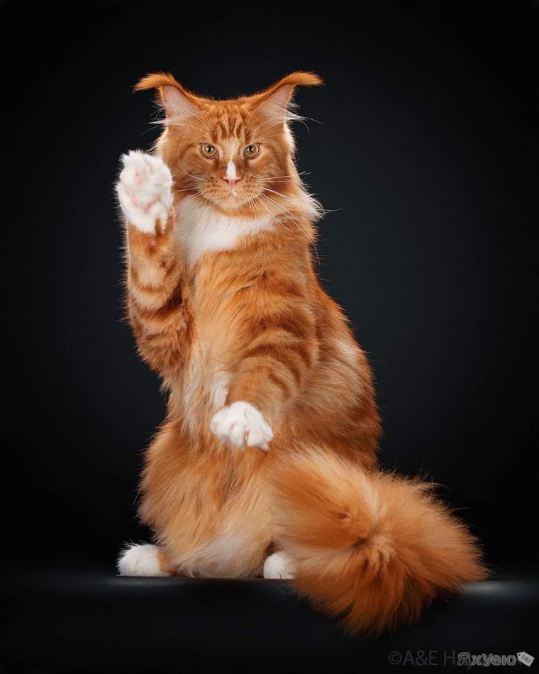 Рыжие коты Мейн кун