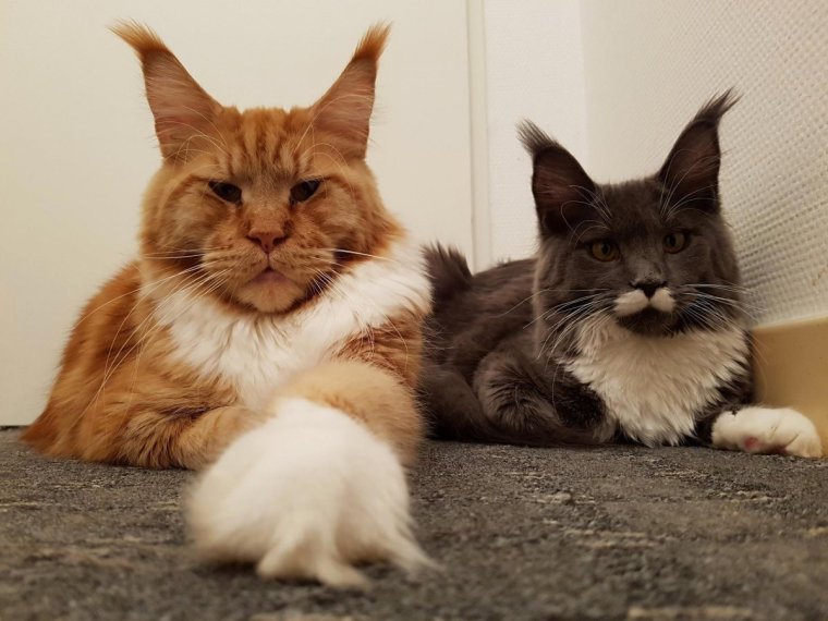 Кошка Манчкин и Мейн кун