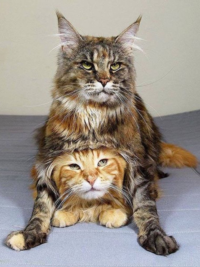 Семейство Мейн кунов