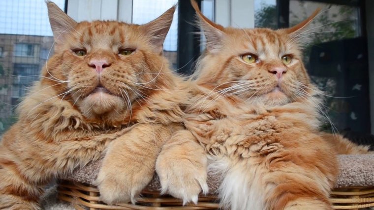 Рыжий кот Мейн кун Джокер