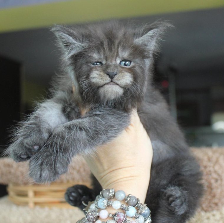 Мейн кун смешной