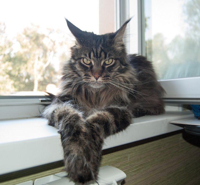 Суровый кот Мейн кун