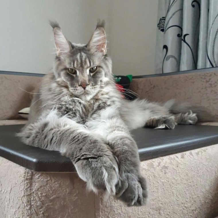 Кот с большими лапами