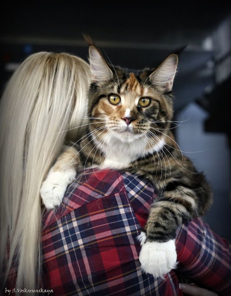 Мэй кошка Мейн кун