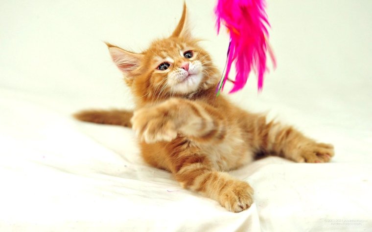 Смешные мейкуны котята