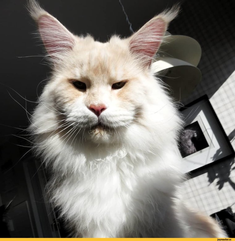 Коты Мейн кун