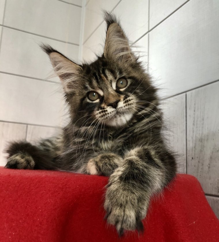 Мейн куны девочки