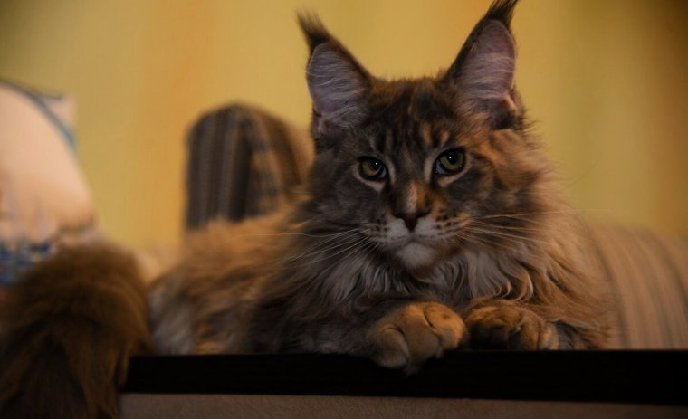 Мейн кун смешной