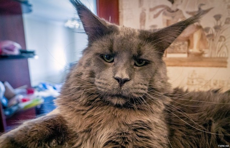 Ориентал и Мейн кун