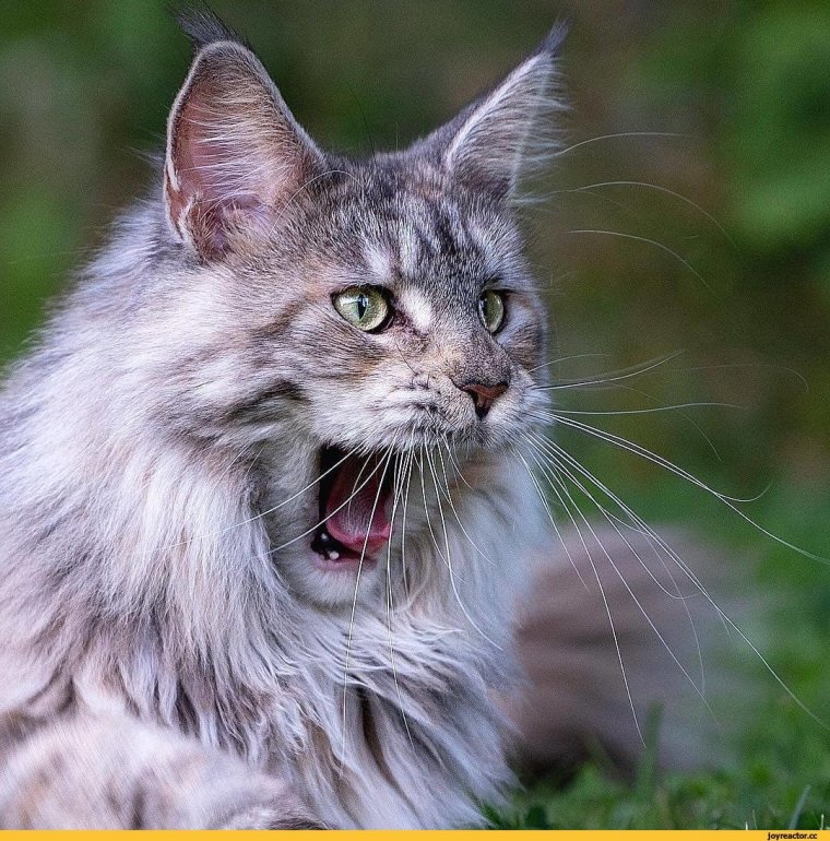 Кошка Мейн кун злой