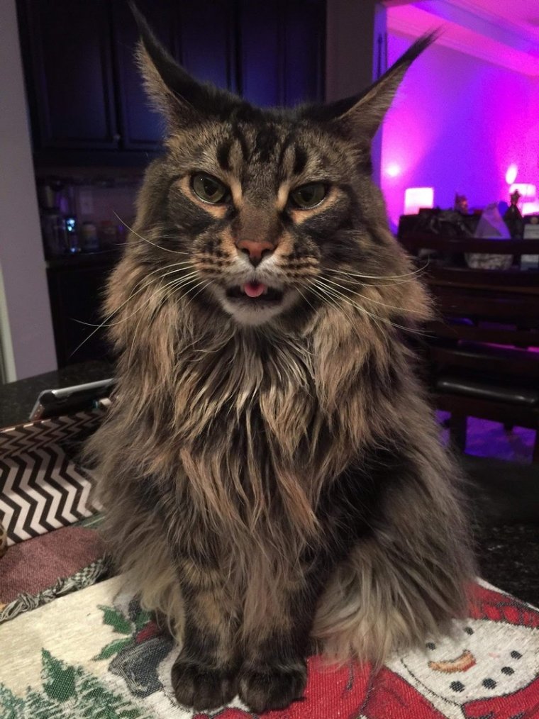 Мейн кун смешной