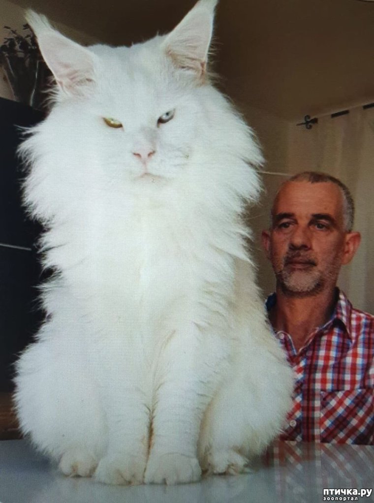 Кот Мейн кун белый с человеком