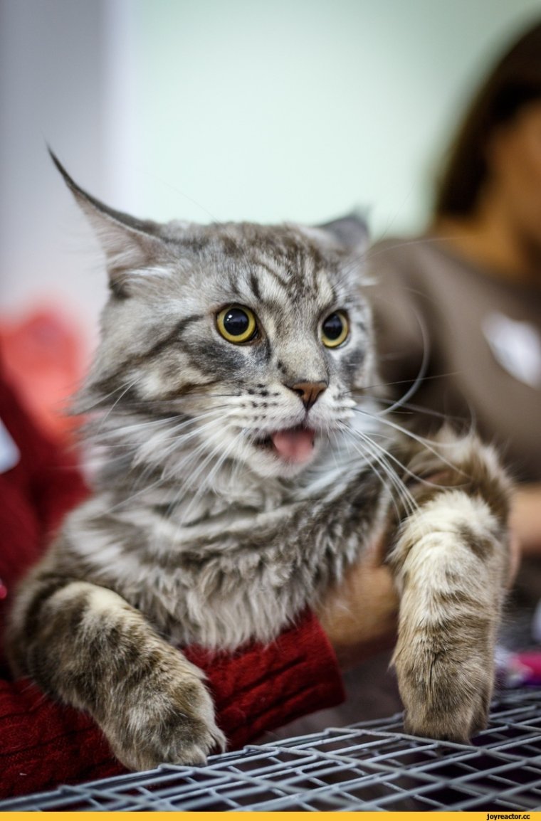 Мейн кун смешной