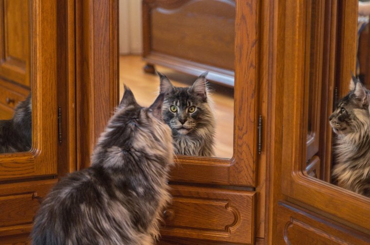 Смешные Мейн куны