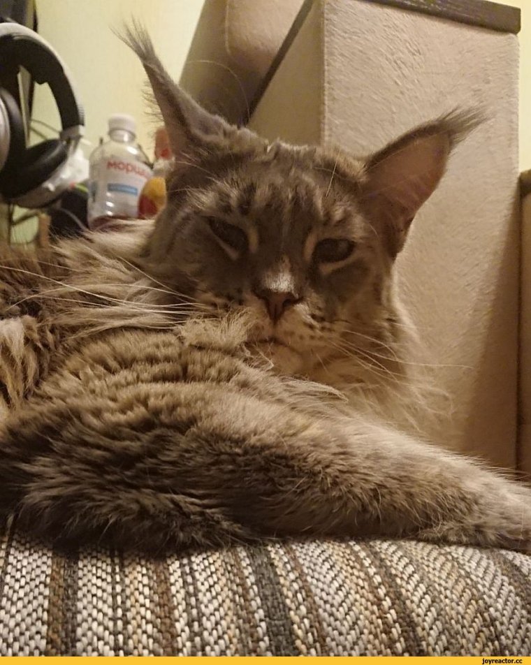 Ролики с Мейн кунами смешное