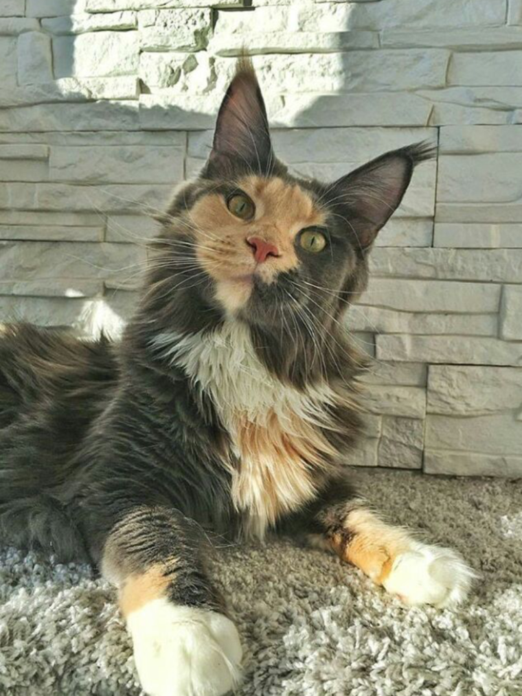 Смешные Мейн куны