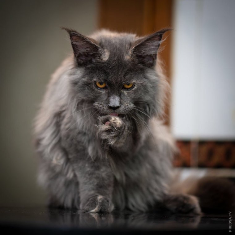 Красавцы Мейн куны