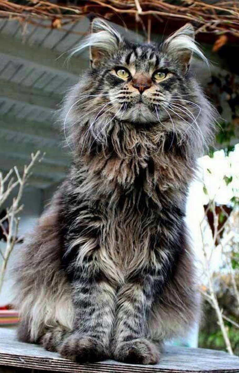 Полосатый кот Мейн кун