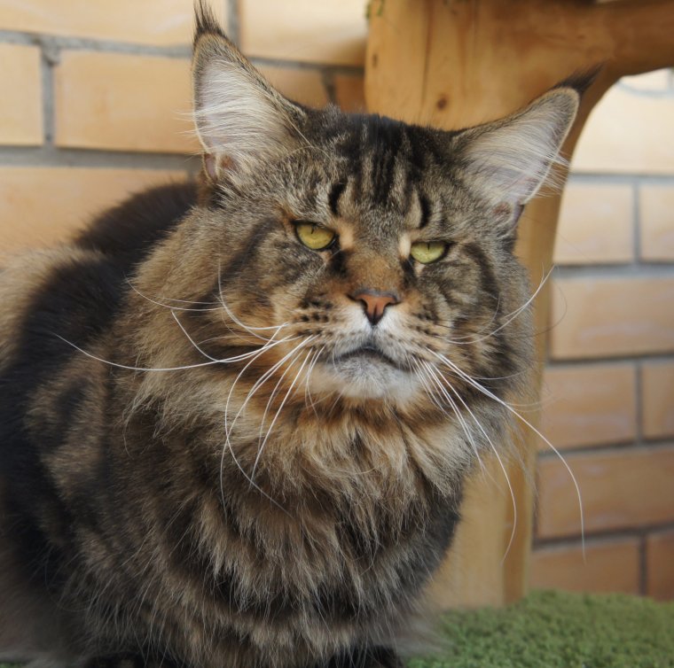 Питомник Мейн кунов Nord-Westland, Петергоф