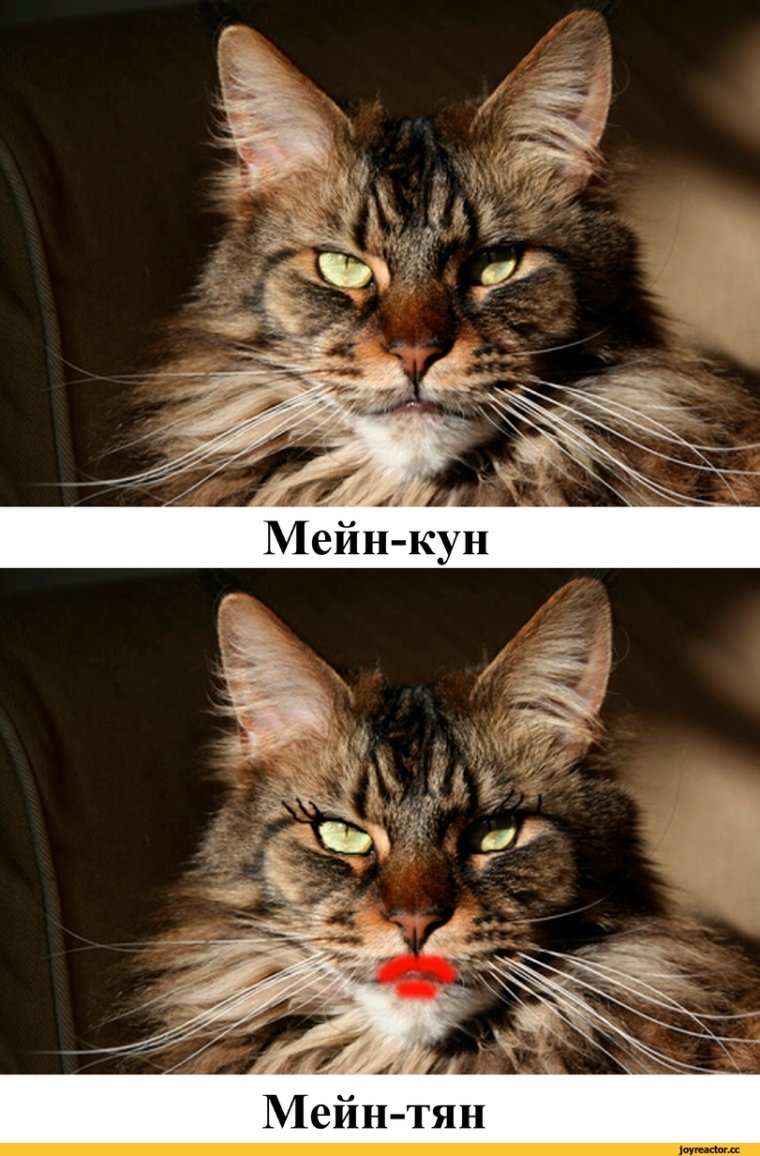 Прикольный Мейн кун