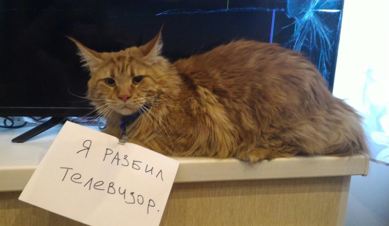 Кот разбил телевизор
