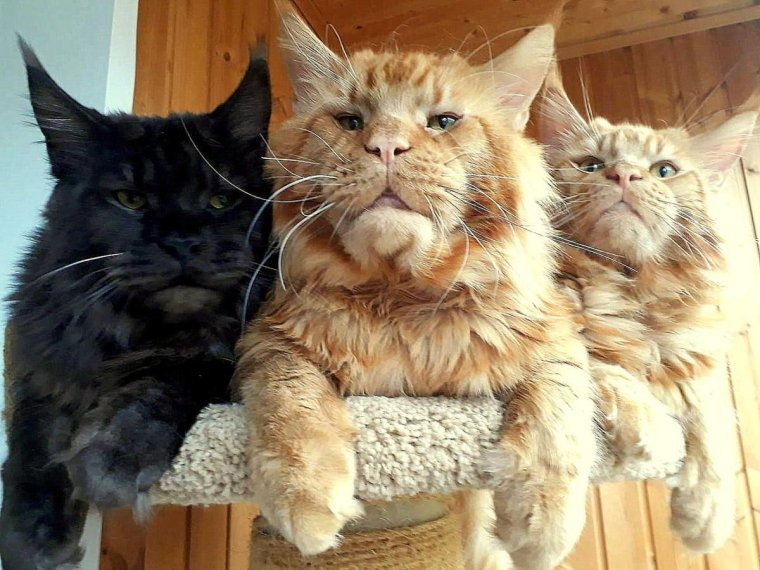 Семья Мейн кунов