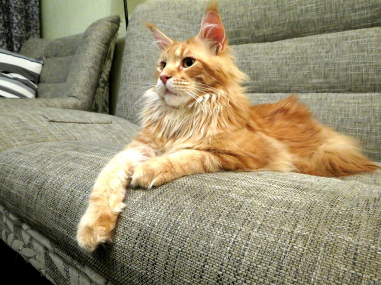 Большой рыжий кот Мейн кун