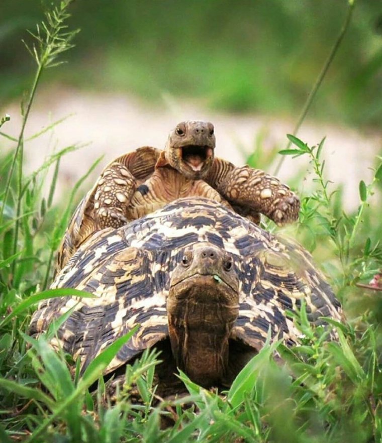 Смешные черепахи