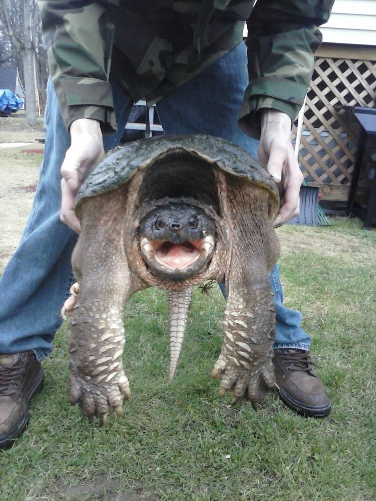 Прикольная черепашка