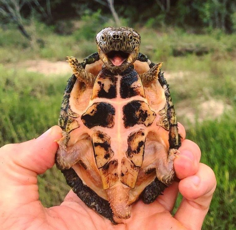 Черепаха классная