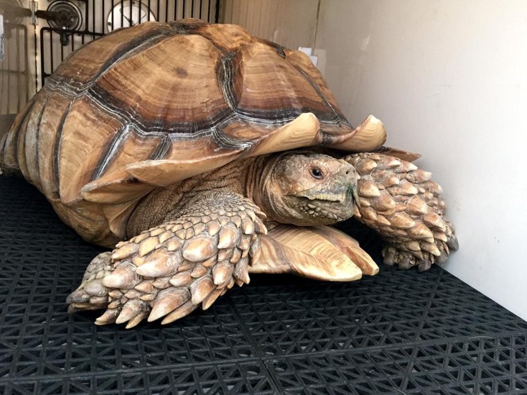 Прикольные черепахи