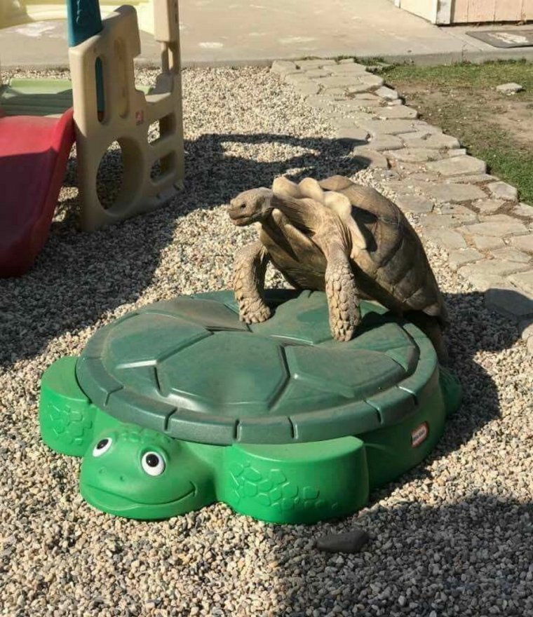 Черепашка прикол